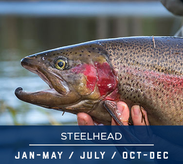 STEELHEAD